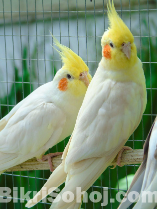 Cockatiel breeding pair